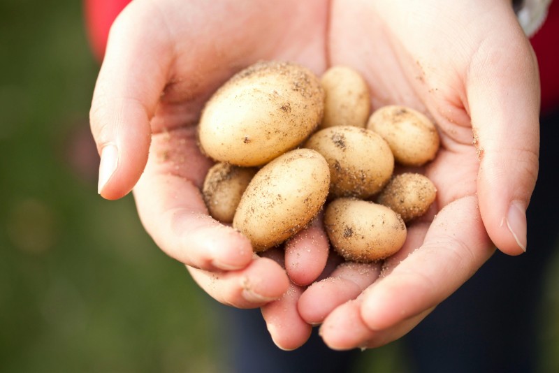 manos juntas con varias patatas medianas